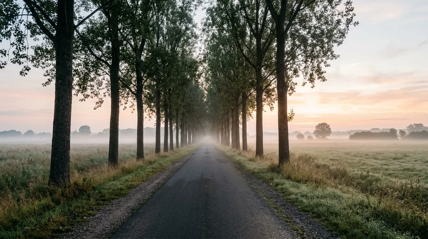 A rural road lined with poplars at dawn, mist over the fields